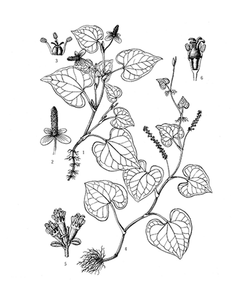 Natural compounds from  Houttuynia cordata